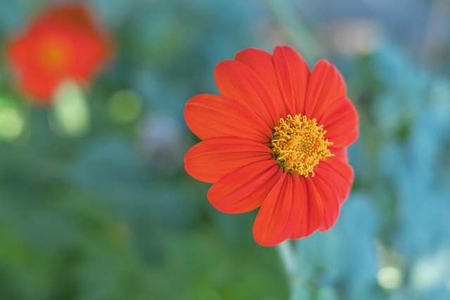 冠的重要因 冠的重要因