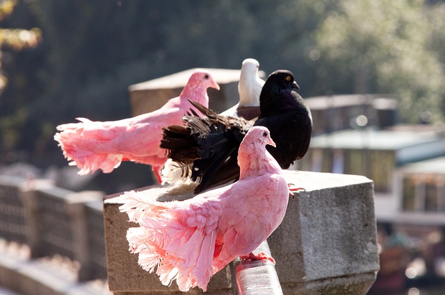 他曾多次在 他曾多次在